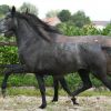 AMAZING AND ENERGETIC Avelan P.R.E. Mare HORSE FOR SALE.. on HorseYard.com.au