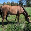 Anglo Arabian Filly on HorseYard.com.au