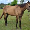 Buckskin Gelding on HorseYard.com.au