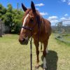 Stunning 2012 Broodmare on HorseYard.com.au