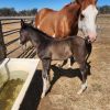 Black n chrome colt  on HorseYard.com.au