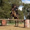 Thoroughbred Gelding on HorseYard.com.au