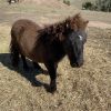 Gelding and stallion miniature ponies - must be sold together on HorseYard.com.au