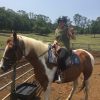 Paint Gelding  on HorseYard.com.au