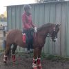 Stunning Chestnut  Mare on HorseYard.com.au