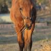 Amazing Bay Colt Foal on HorseYard.com.au