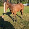 Thoroughbred gelding  on HorseYard.com.au