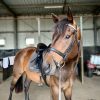 Gelding for sale  on HorseYard.com.au