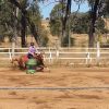 Registered qh mare on HorseYard.com.au