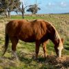 Welsh B Pony on HorseYard.com.au