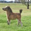 Miniature Horse Colt on HorseYard.com.au