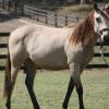 Buckskin Filly on HorseYard.com.au