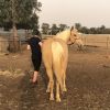  Palomino Mare on HorseYard.com.au