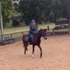 Sweet Bay TB Gelding on HorseYard.com.au