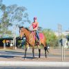  Quiet heritage Stockhorse mare on HorseYard.com.au