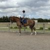 Flashy 8yo gelding  on HorseYard.com.au