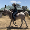 Beautiful Purebred Arabian For Sale on HorseYard.com.au