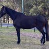 Stock Horse Gelding  on HorseYard.com.au