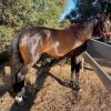 4yo standardbred mare on HorseYard.com.au