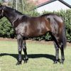 ROCKY - 7yr OTTB  on HorseYard.com.au