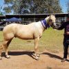 QH Gelding  on HorseYard.com.au