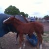 Flashy chestnut gelding on HorseYard.com.au