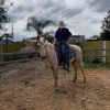 Project qh palomino gelding  on HorseYard.com.au