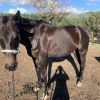 Stock horse Gelding on HorseYard.com.au