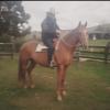 *Beautiful Quarter Horse Broodmare or Light Riding*  on HorseYard.com.au