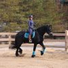 For Sale 7yo BLACK Friesian GELDING stand 16 hands TALL on HorseYard.com.au