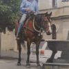 Clydesdale X QH gelding 15.2hh on HorseYard.com.au