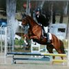 All Rounder Warmblood/TB Mare on HorseYard.com.au