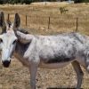 (Jelly Beans) Friendly Female Jerusalem Donkey - Great companion animal! on HorseYard.com.au