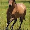 7yo Bay Dun Quarter horse x TB gelding on HorseYard.com.au