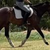 young OTTB mare with HUGE potential  on HorseYard.com.au