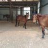 3 Brumby horses available - Free to good owner on HorseYard.com.au