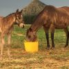 Bay Dun Quarter Horse Colt on HorseYard.com.au