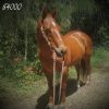  2001 Stunning QH Chestnut Solid Gelding Docs Spinifex Grandson- Cutting Lines 15.2hh on HorseYard.com.au