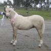 Welsh Mountain Colt on HorseYard.com.au