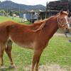 beautiful Welsh / Australina pony gelding on HorseYard.com.au