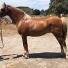 Welsh Gelding on HorseYard.com.au