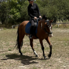 stunning gelding  on HorseYard.com.au