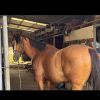 Quiet gelding on HorseYard.com.au