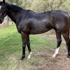 Stunning 7yo 16.2hh TB Gelding with loads of potential! on HorseYard.com.au