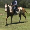 Paint Gelding on HorseYard.com.au