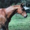 Chestnut Gelding ex polo on HorseYard.com.au