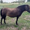 Buckskin Pony Mare on HorseYard.com.au