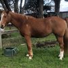 Paintbred Maiden Mare on HorseYard.com.au