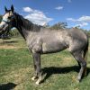 Grey Serene OTTB on HorseYard.com.au