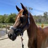 Alrounder stock horse x arab on HorseYard.com.au